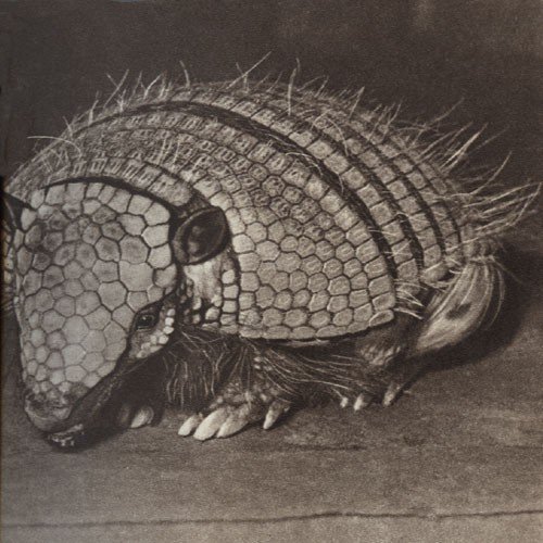 Среди зверей и птиц - _18.jpg