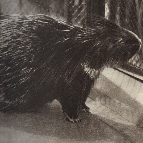 Среди зверей и птиц - _19.jpg