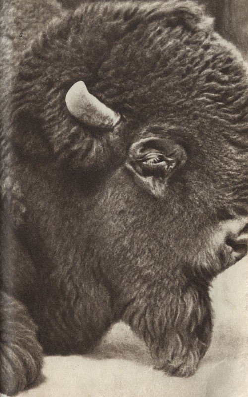 Среди зверей и птиц - _26.jpg