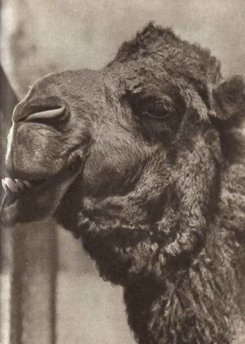 Среди зверей и птиц - _27.jpg