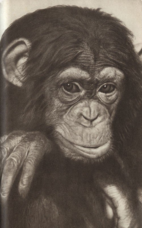 Среди зверей и птиц - _29.jpg