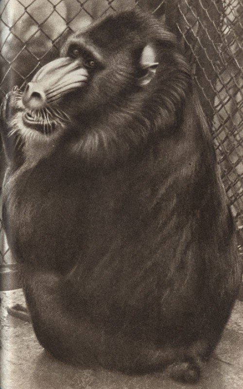 Среди зверей и птиц - _30.jpg