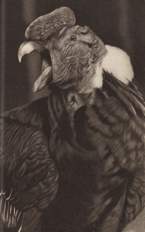 Среди зверей и птиц - _43.jpg