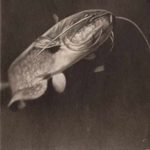 Среди зверей и птиц - _60.jpg