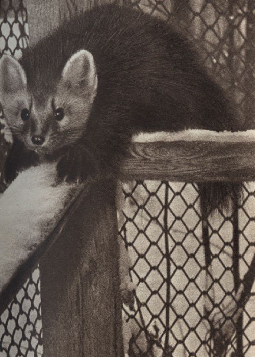 Среди зверей и птиц - _20.jpg