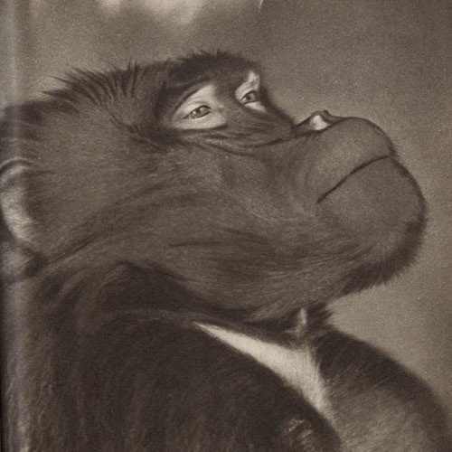 Среди зверей и птиц - _31.jpg