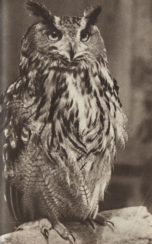 Среди зверей и птиц - _33.jpg