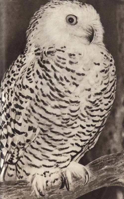 Среди зверей и птиц - _34.jpg