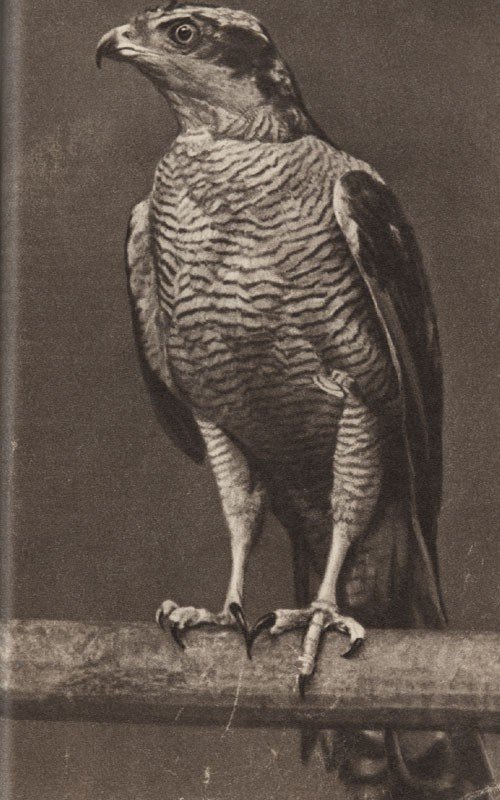 Среди зверей и птиц - _44.jpg