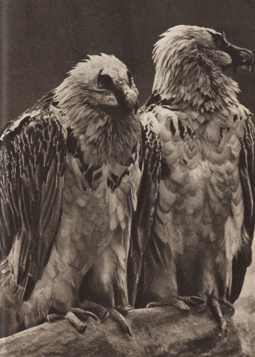 Среди зверей и птиц - _45.jpg