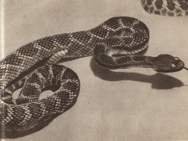 Среди зверей и птиц - _51.jpg