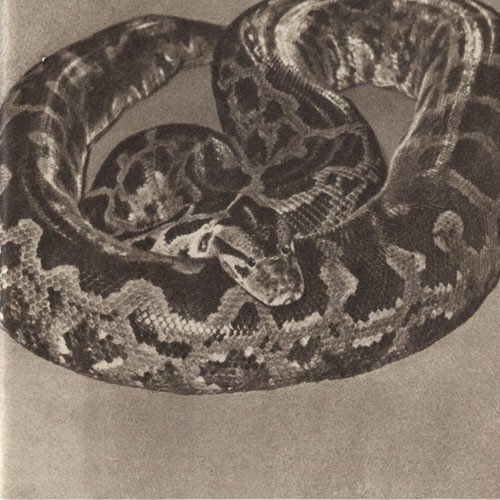 Среди зверей и птиц - _52.jpg