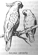 Томек среди охотников за человеческими головами - pic29.png