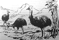 Томек среди охотников за человеческими головами - pic47.png