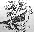 Томек среди охотников за человеческими головами - pic54.png