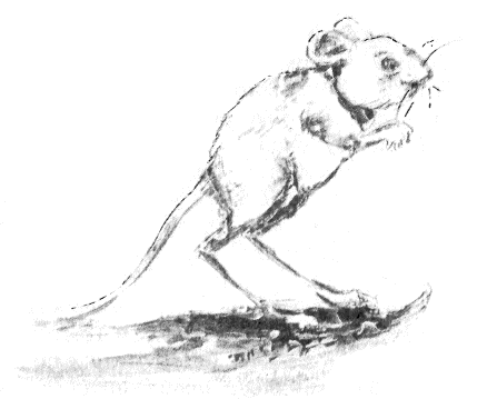 Томек в стране фараонов - pic05.png