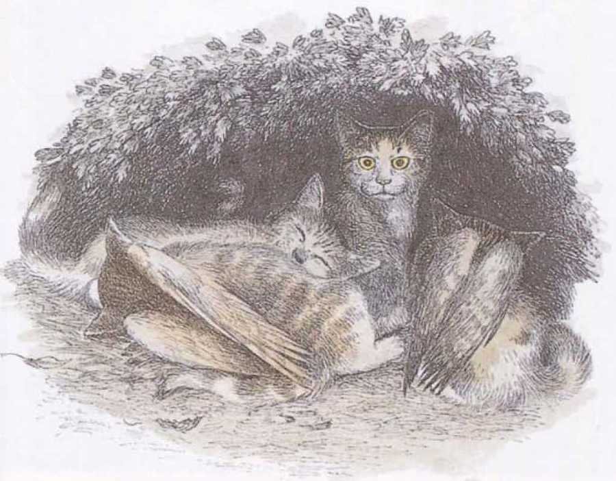 Крылатые кошки - i_013.jpg