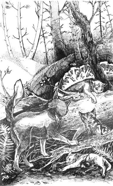 Нерассказанные истории. История Остролистой  - pic_18.jpg