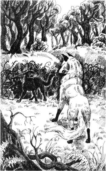 Нерассказанные истории. История Остролистой - pic_8.jpg