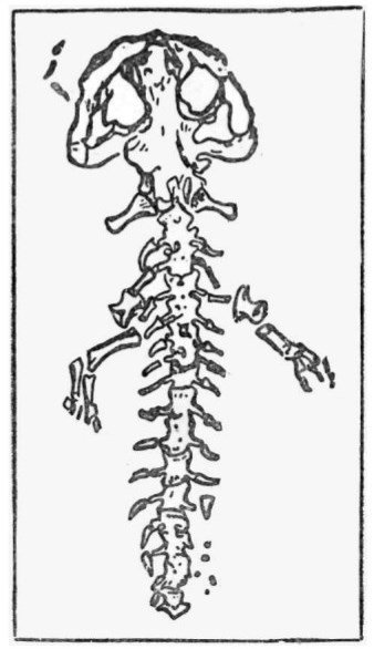Собрание сочинений в семи томах. Том 2. Романы - i_024.jpg
