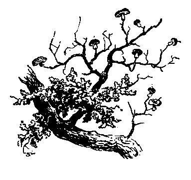 Живые фонарики - pic_8.png