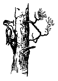 Живые фонарики - pic_33.png