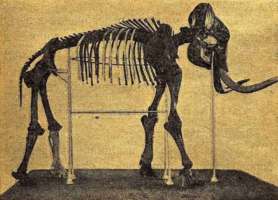 В поисках мамонта - i_013.jpg