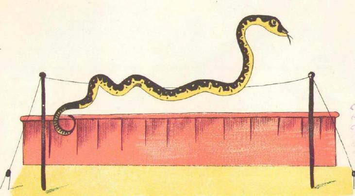 В зверинце Дурова - _9.jpg