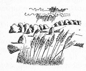 Разрыв-трава - _0152.jpg