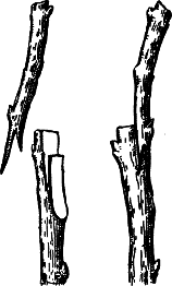 Взрасти свой сад - img_7.png