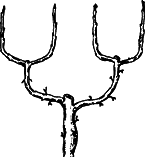 Взрасти свой сад - img_14.png