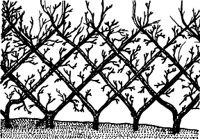 Взрасти свой сад - img_16.png