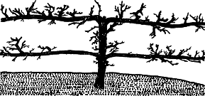 Взрасти свой сад - img_17.png