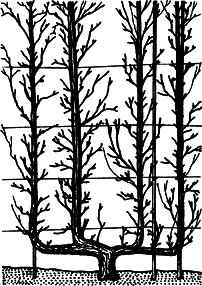 Взрасти свой сад - img_19.png