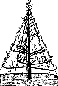 Взрасти свой сад - img_26.png