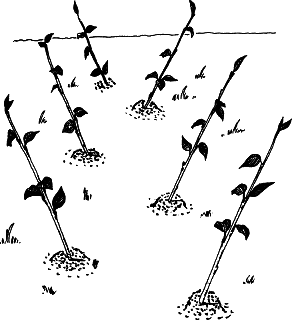 Взрасти свой сад - img_27.png