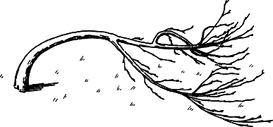 Взрасти свой сад - img_29.png