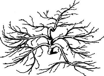 Взрасти свой сад - img_30.png