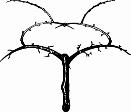 Взрасти свой сад - img_31.png