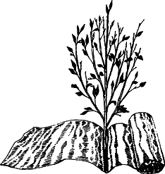 Взрасти свой сад - img_32.png