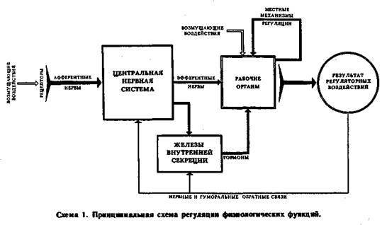 Механизмы регуляции вегетативных функций организма - image002.jpg