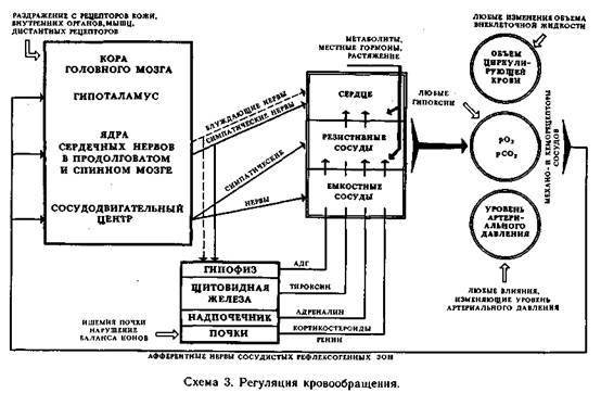 Механизмы регуляции вегетативных функций организма - image004.jpg