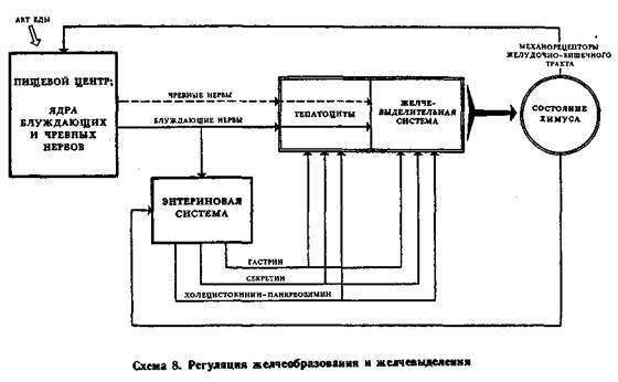 Механизмы регуляции вегетативных функций организма - image009.jpg