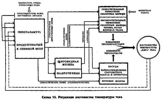 Механизмы регуляции вегетативных функций организма - image014.jpg