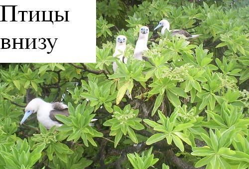 Атолл - pic_6.jpg