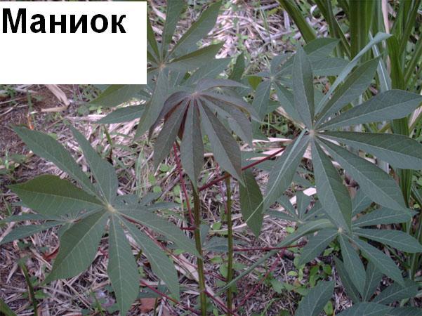 Атолл - pic_7.jpg