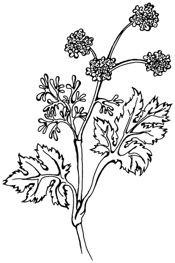 Растения, побеждающие боль. Дача — вылечит, дача — исцелит - i_005.png