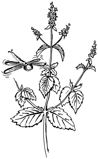 Растения, побеждающие боль. Дача — вылечит, дача — исцелит - i_008.png