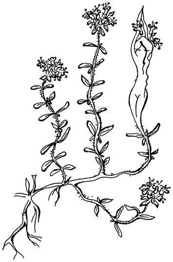 Растения, побеждающие боль. Дача — вылечит, дача — исцелит - i_013.png