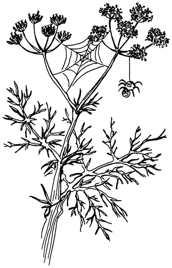 Растения, побеждающие боль. Дача — вылечит, дача — исцелит - i_014.png